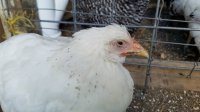 hen 2.jpg