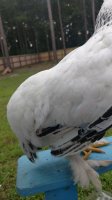 IMG_20170716_191756962.jpg