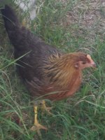 20170716_195447.jpg 20170716_195447.jpg