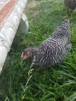 20170716_195644.jpg 20170716_195644.jpg