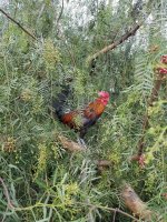 20170618_055748.jpg