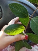 IMG_20170716_184513844.jpg
