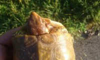 20170611_065653.jpg