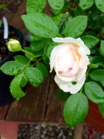 IMG_1700.JPG