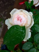 IMG_1701.JPG