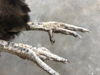 leg mites 1.jpg