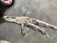 leg mites 2.jpg
