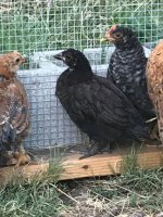 hen1.jpg