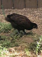 hen3.jpg