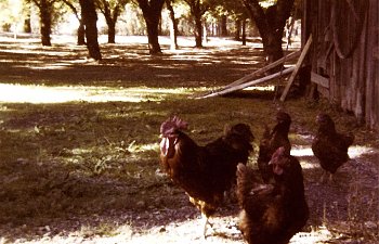 evolution of chicken houses and yards over the years