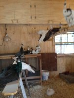 Juvenile Peachicks.jpg