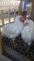20170722_075242.jpg