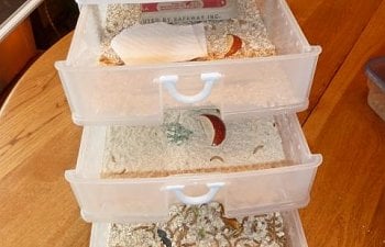 59623_mealworm_3_drawer_1.jpg