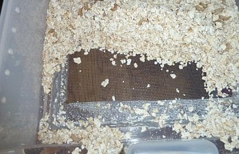 59623_mealworm_3_d_screen.jpg