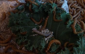 59623_mealworm_white_after_shedding.jpg