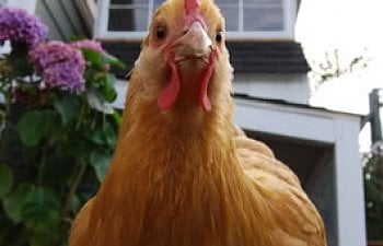 chickjp-1.jpg chickjp-1.jpg