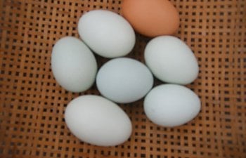 4439_ameraucana_eggs.jpg