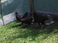 IMG_20170721_122200.jpg