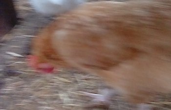 IMG_20170701_091110.jpg