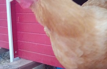IMG_20170531_160006.jpg