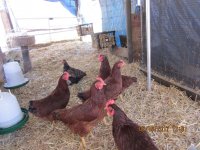 chickens 3.JPG