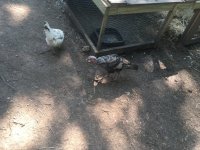 IMG_0620.JPG