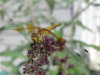 DSC02040.JPG