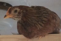 IMG_7632.JPG