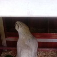 Chicken2.jpg Chicken2.jpg