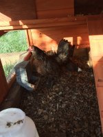 Mama Hen.jpg