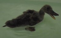 duck 1.jpg