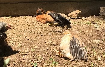 IMG_1784.JPG