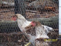 chickens 002.JPG