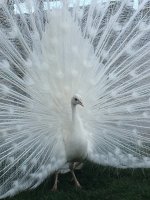 IMG_3424.JPG