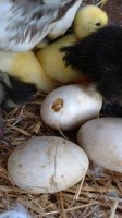 IMG_20170728_201056192.jpg