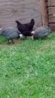 IMG_20170727_200621915.jpg