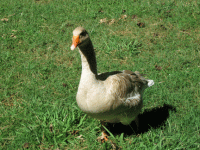 Georgie02.gif Georgie02.gif
