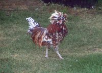 Rudy, our Tolbunt Polish rooster.jpg