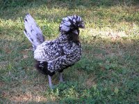 Priscilla July 22 2017.jpg