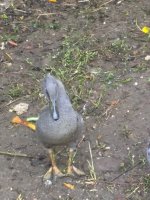 IMG_20170731_071255.jpg