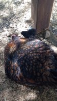 Dora II & Lucy (day 2 pullet).jpg