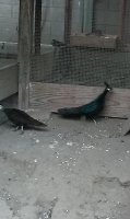 IMG-20150425-WA0016.jpg