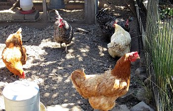 IMG_1103a.jpg