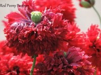 DSCN4927 Copyright VM, Red Peony Poppies.jpg DSCN4927 Copyright VM, Red Peony Poppies.jpg