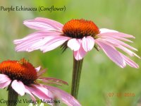 DSCN5319 Copyright VM, Purple Echinacea (Coneflower).jpg