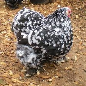 Mottled Cochin (bantam)