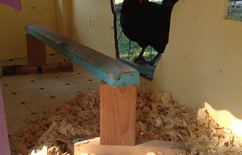 Cute and Practical Coop for Cute Chicks