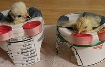 upload_2017-8-4_16-4-38.jpeg