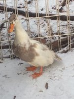 ancona- lavender.jpg