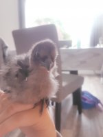 20170805_140736.jpg